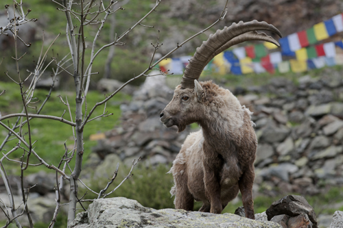 Bouquetin devant le refuge du Tourond