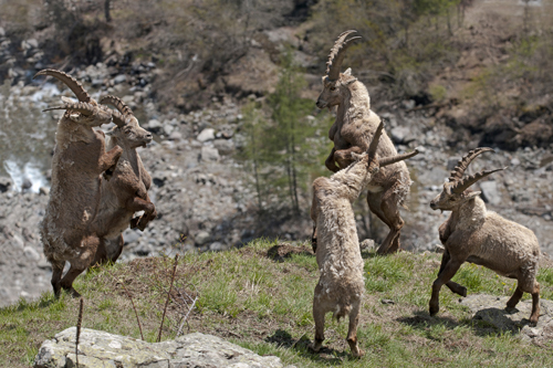 Danse des bouquetins