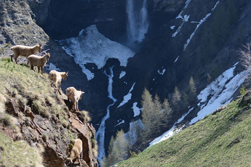 Jeunes bouquetin devant la cascade de la pisse