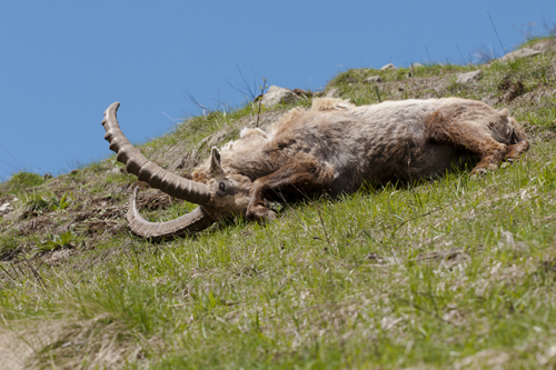 La sieste du bouquetin